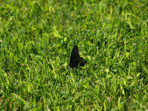 butterfly blackswallowtailbutterfly jubileecollegestatepark