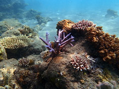 Coral reefs in Mbonege beach, Honiara, Solomon Islands. Photo by Sharon Suri, 2013.