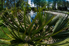 Fisheye - Norfolk Botanical Garden