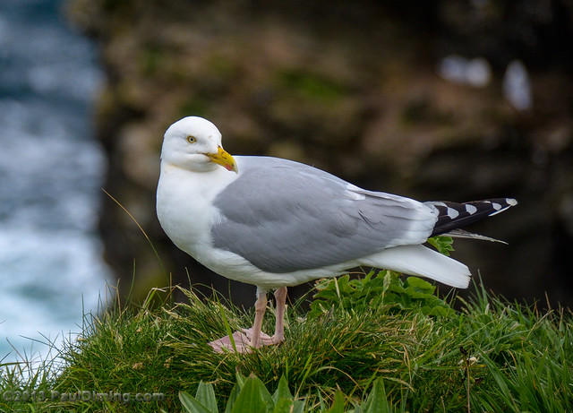 Common Gull - Port Isaac, Cornwall, England, UK by Paul Diming