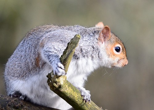 Grey Squirrel | by Keith Grafton