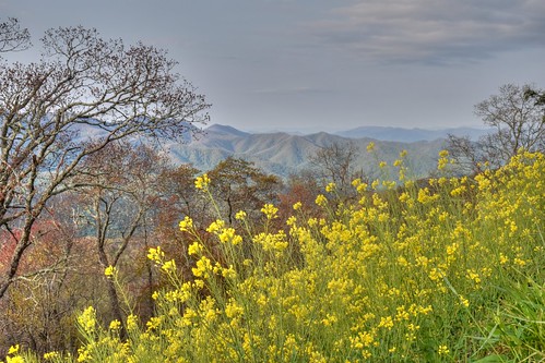 mountains landscape spring view wildflowers brp