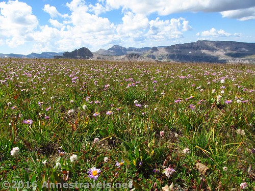Wildflower meadows en route to Table Mountain, Jedediah Smith Wilderness, Wyoming