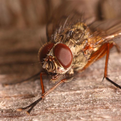The smug fly | by tiikka