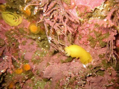 Nudie and Eggs | by Mr. Lobos