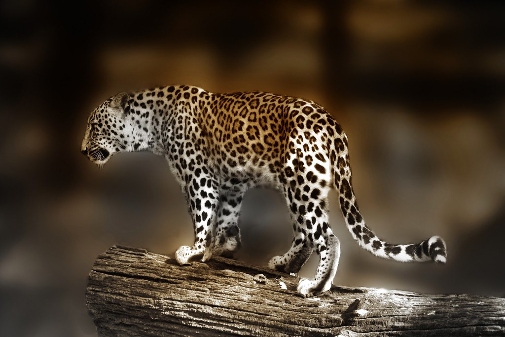 Leopardo persiano (Panthera pardus saxicolor) | Zoo di Berli… | Massimo  Greco | Flickr