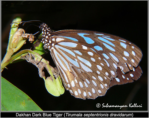 nymphalidae butterflyindia