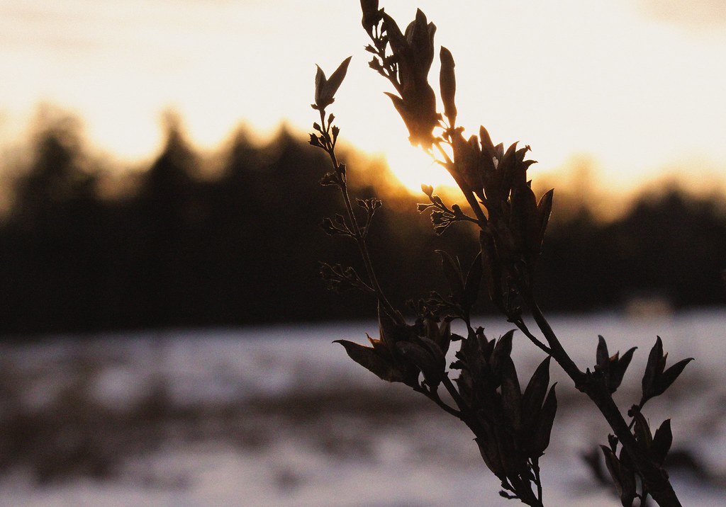 Flickr Focus In Focus | Flickr