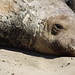 Flickr photo 'Northern Elephant Seal (Mirounga angustirostris)' by: Chulabush.