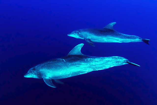 Dolphins at Roca Partida