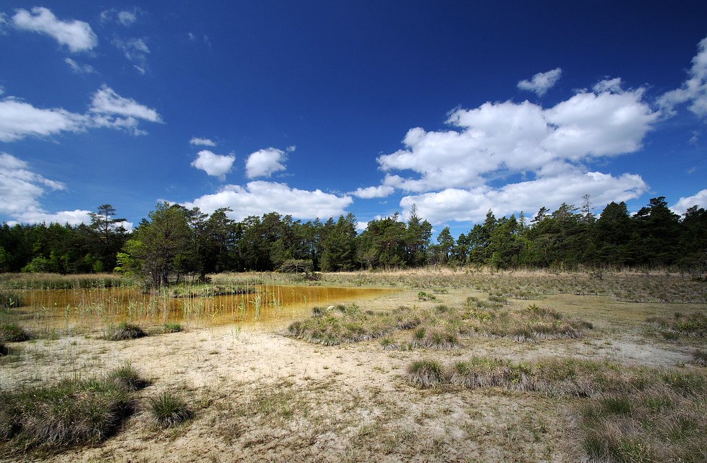 Moor auf der Lojstaheide