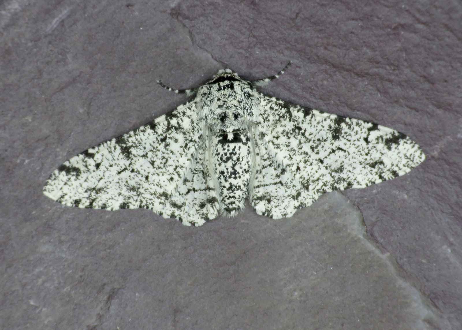 70.252 Peppered Moth - Biston betularia