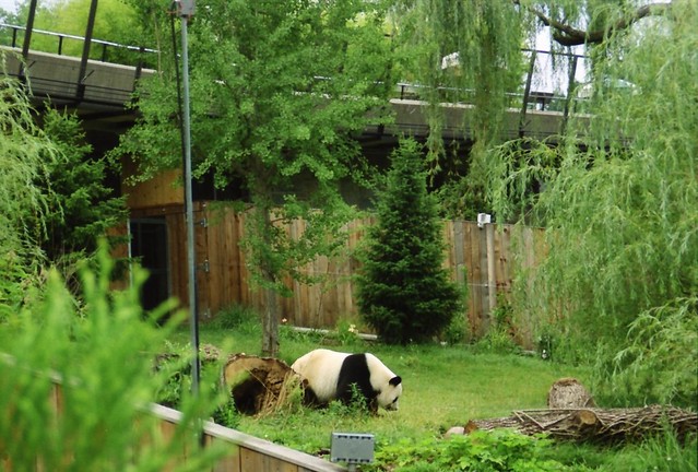National Zoo Panda