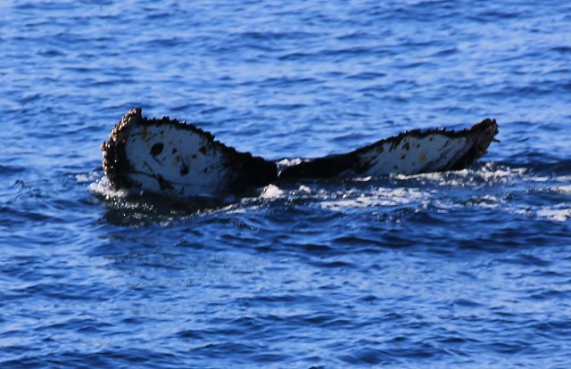 Humpback whales - Bransfield Strait (52)