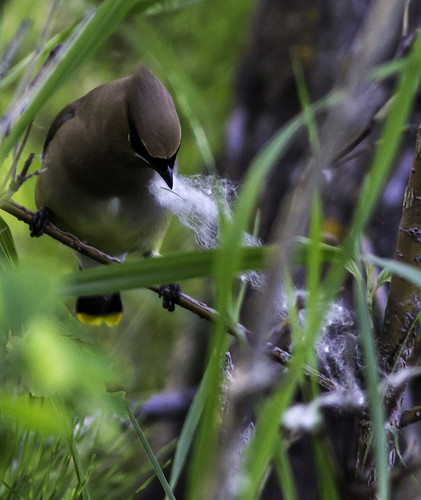 Nesting material | by begineerphotos