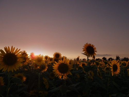japan twilight sunflower 夕暮れ sanda hyogo flowery 三田 ヒマワリ