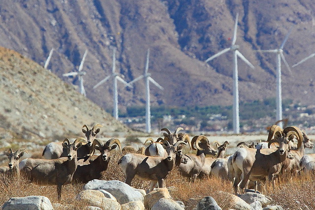 IMG_4849 Desert Bighorn Sheep and Wind Turbines