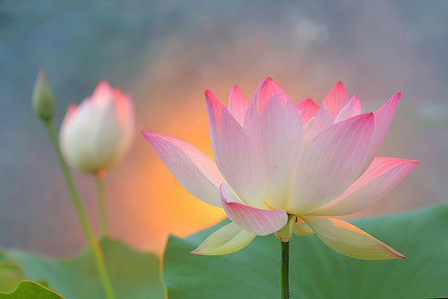 Sunshine Lotus | by maf04