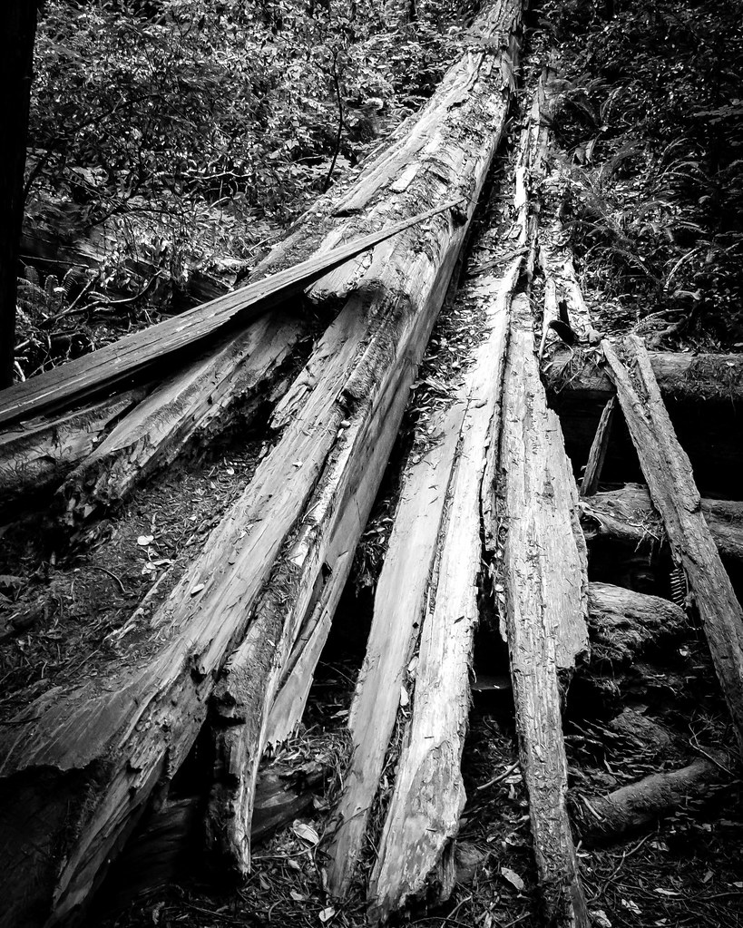 fallen tree | muir woods | matiasramirez | Flickr