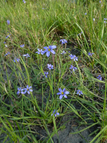 march blueeyedgrass leonpilot cr375