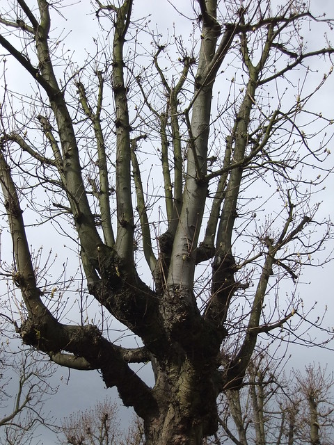 Mature Horse Chestnut Tree, Lichfield Road, KEW @ 15 March 2014 (Part 2 of 9)