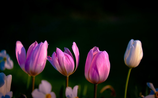 3 pink tulips