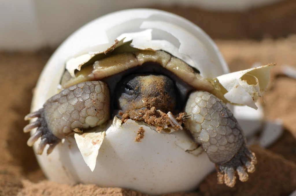 Baby Desert Tortoise