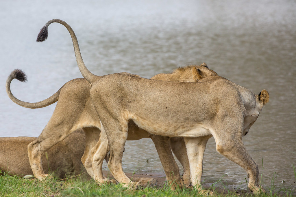 Lion Facts: 25 Facts about Lions that you may not have known before - Lions Use Their Tails to Communicate