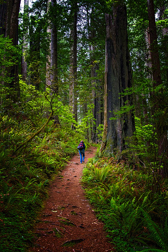on the Damnation Creek Trail - Redwood National Park - 6-1… | Flickr