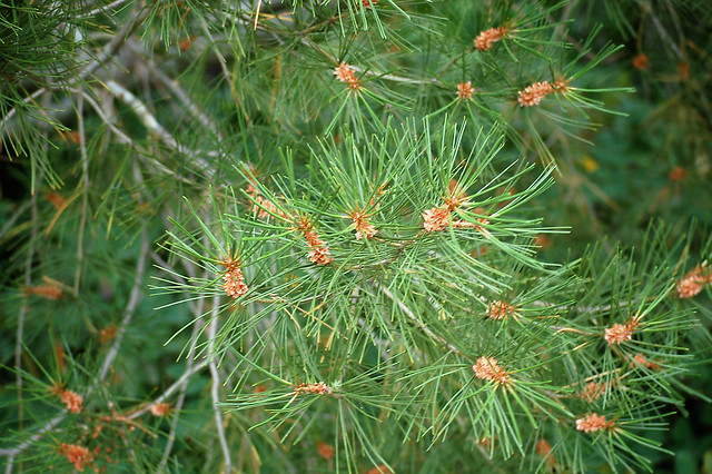Lacebark pine needles