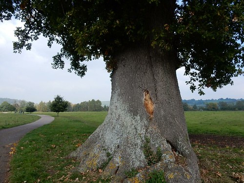 Big tree, Hambleden Marlow Circular