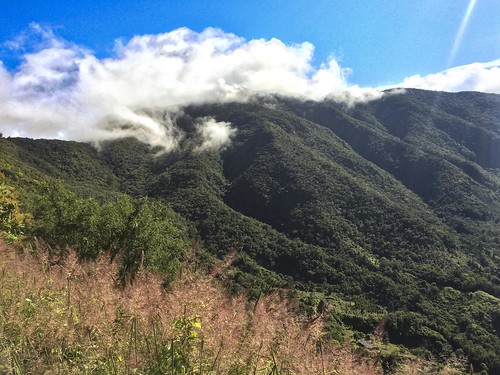 mountain coffee forest sunrise peak bluemountains hike jamaica caribbean elfinforest jm saintthomasparish