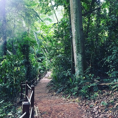 ifttt instagram ultra trail singapore dairy farm nature park bukit timah running hiking
