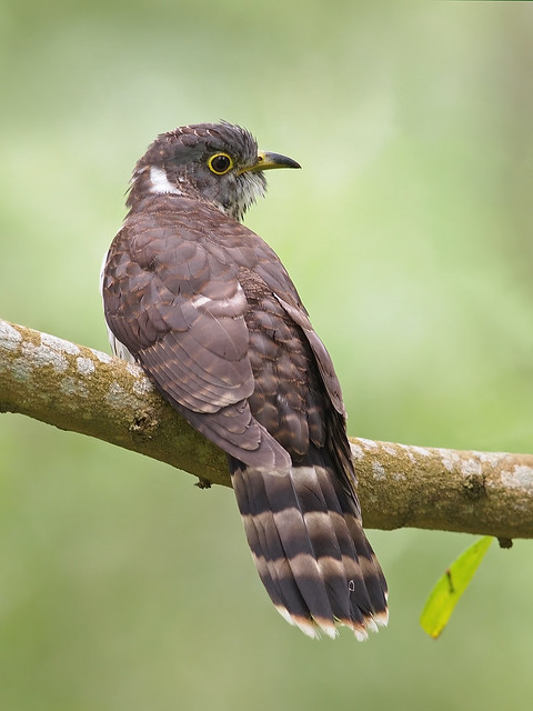 Malaysian Hawk Cuckoo