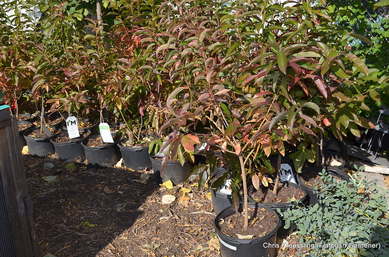 Oxydendrum arboreum, Sourwood, Tree Giveaway, Compost for Brooklyn