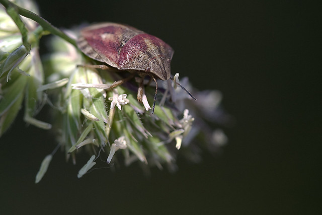 Eurygaster maura - Gemeine Getreidewanze