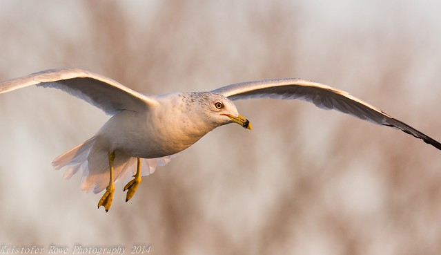 Gull in flight 4