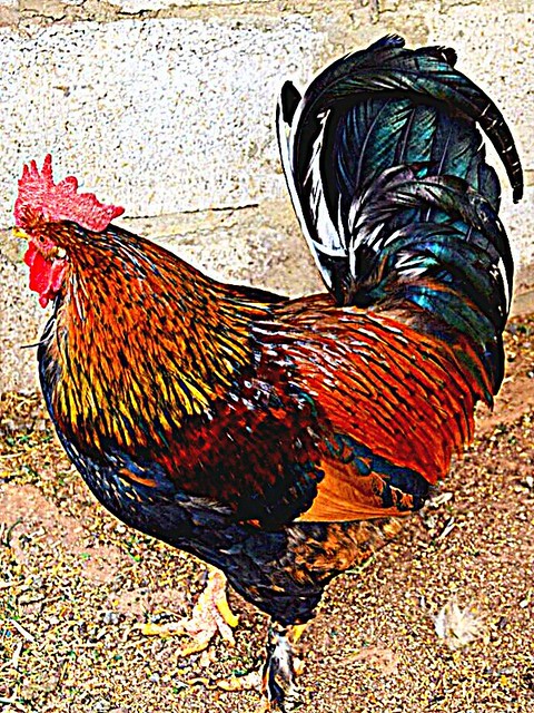 Rooster in my village