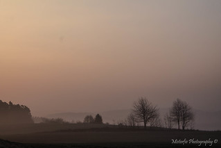 Hallertau in the morning mist XIII