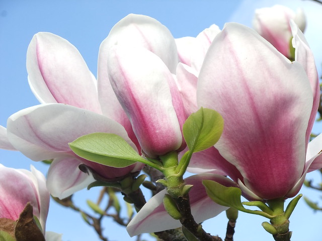Magnolia Pickard's Pearl,  Springtime Royal Botanic Gardens, Kew @ 15 March 2014 (Part 2 of 4)