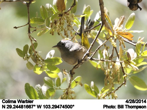 Colima Warbler | by Bill.Thompson