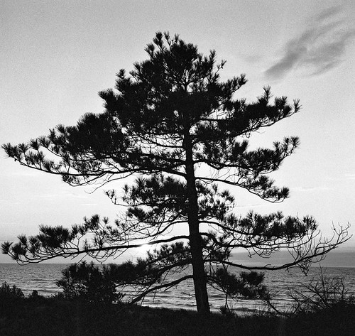 sunset tree, the Pinery by .grux., yellow filter 8
Developed in Rodinal 1:25, 7 minutes, 27ctree 120 6x6 tlr film mediumformat kodaktri