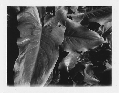 Leaves | by Phil Cervi