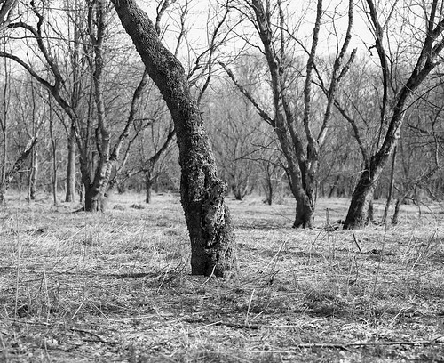 Tree2 | by ShutterTwinz
