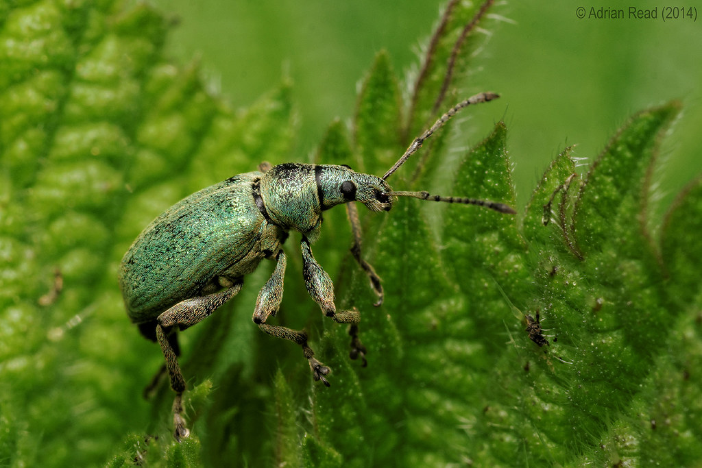 Green Nettle Weevil