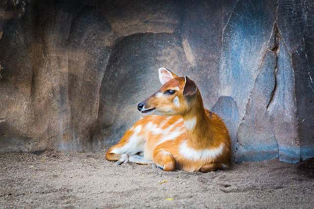 Young antelope resting