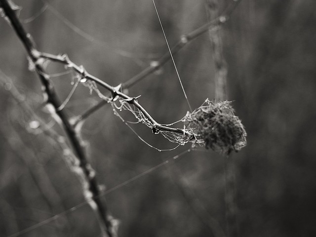 Frozen twigs. Spider silk.