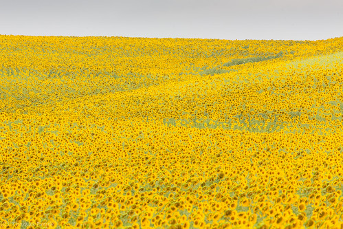 spain sunflowers andalusien spanien 2014 sonnenblumen arcosdelafrontera