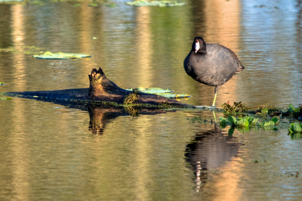 American Coot - Brazos Bend State Park, Texas