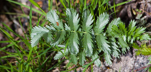 Silverweed leaf